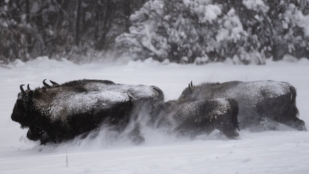 European Bison (Bison bonasus). The Bieszczady Mountains, Carpathians, Poland.の写真素材