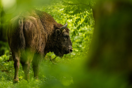 European Bison (Bison bonasus). The Bieszczady Mountains, Carpathians, Poland.