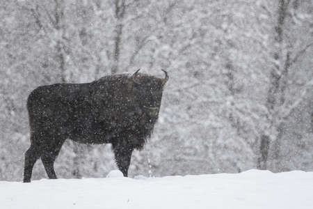European Bison (Bison bonasus). The Bieszczady Mountains, Carpathians, Poland.の写真素材