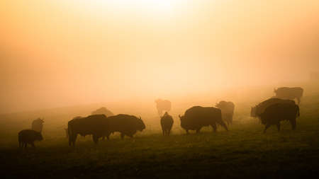 European Bison (Bison bonasus). The Bieszczady Mountains, Carpathians, Poland.の写真素材