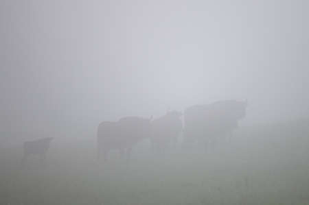 European Bison (Bison bonasus). The Bieszczady Mountains, Carpathians, Poland.の写真素材