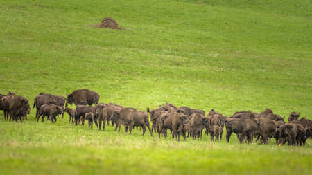 European Bison (Bison bonasus). The Bieszczady Mountains, Carpathians, Poland.の写真素材