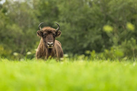 European Bison (Bison bonasus). The Bieszczady Mountains, Carpathians, Poland.の写真素材