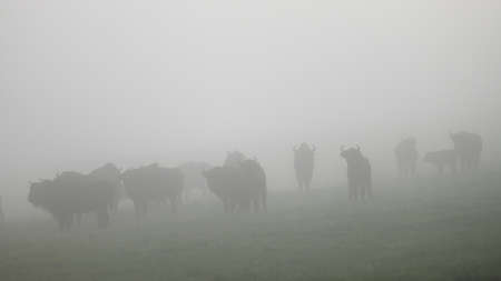 European Bison (Bison bonasus). The Bieszczady Mountains, Carpathians, Poland.の写真素材