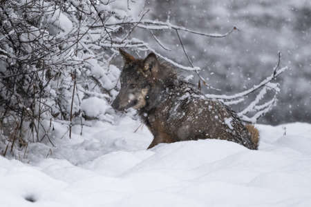 Gray Wolf (Canis lupus) in ts natural habitat. Bieszczady Mountains, the Carpathians, Polandの写真素材