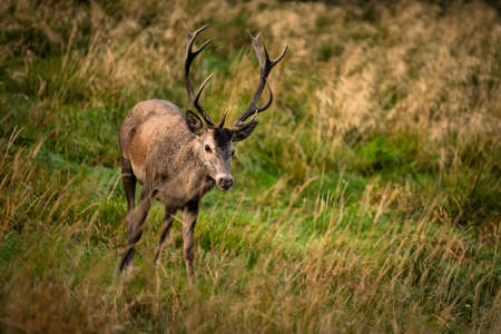 A large Red Deer (Cervus elaphus) stag during the rutting season into its natural habitat. The Bieszczady Mts, Carpathians, Poland.の写真素材