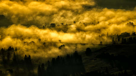 Mysterious forest at sunrise. The Carpathian Mountains, Ukraine.