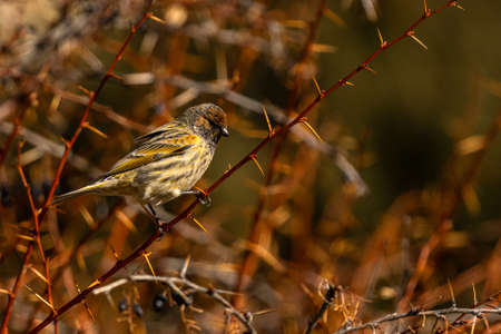 Red-fronted serin (Serinus pusillus), The Mediterranean Sea coast, Turkeyの写真素材