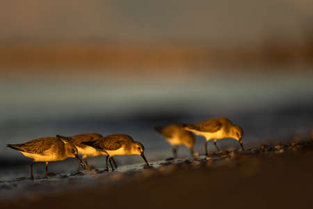 Dunlin (Calidris alpina), The Mediterranean Sea coast, Turkeyの写真素材
