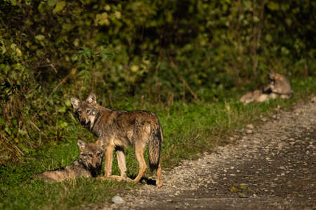 A Gray Wolf (Canis lupus) into its natural habitat. Bieszczady Mounains, the Carpathians, Poland.の写真素材