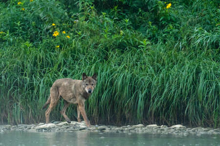 A Gray Wolf (Canis lupus) into its natural habitat. Bieszczady Mounains, the Carpathians, Poland.の写真素材