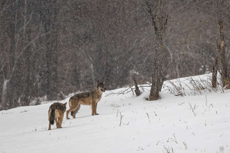 A wild Gray Wolf (Canis lupus) into his natural habitat. Bieszczady Mounains, the Carpathians,...