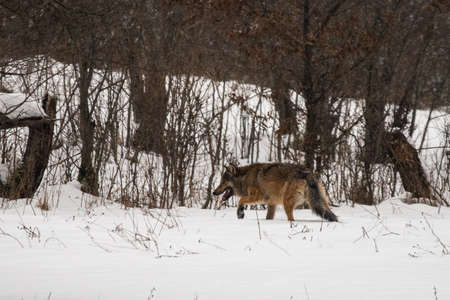 A Gray Wolf (Canis lupus) into its natural habitat. Bieszczady Mounains, the Carpathians, Poland.