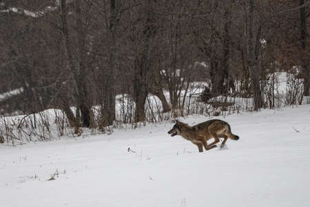 A wild Gray Wolf (Canis lupus) into his natural habitat. Bieszczady Mounains, the Carpathians,...