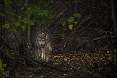 A Gray Wolf (Canis lupus) into its natural habitat. Bieszczady Mounains, the Carpathians, Poland.