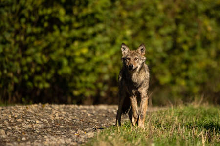 A Gray Wolf (Canis lupus) into its natural habitat. Bieszczady Mounains, the Carpathians, Poland.