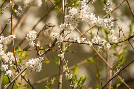 Common whitethroat (Sylvia communis)の写真素材