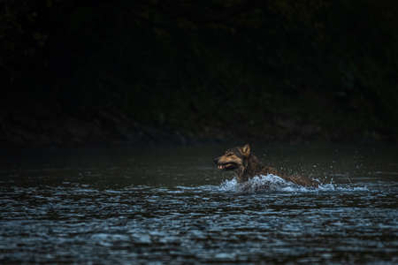 A Gray Wolf chasing its prey. Bieszczady Mounains, the Carpathians, Poland.