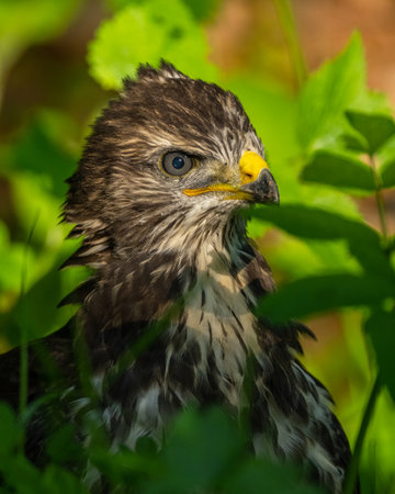The common buzzard (Buteo buteo)の写真素材