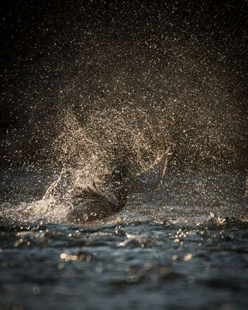 The mallard or wild duck (Anas platyrhynchos)の写真素材