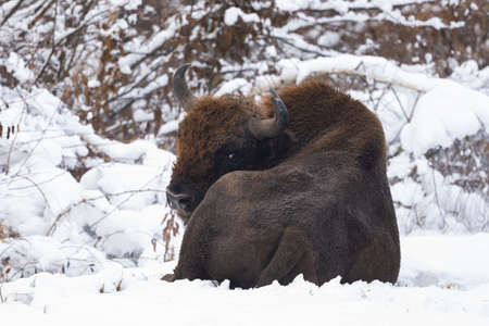European Bison (Bison bonasus). The Bieszczady Mountains, Carpathians, Poland.の写真素材