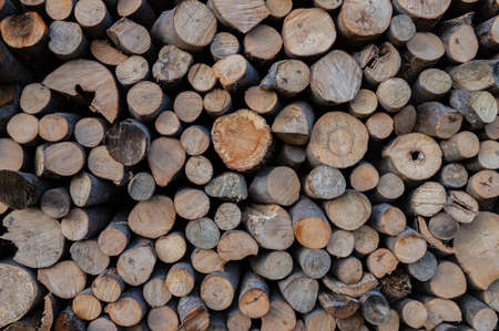 A pile of firewood drying before winter