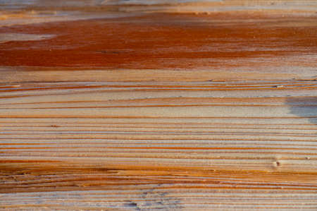 Fresh wood log texture background. Norway spruce, Picea abies.