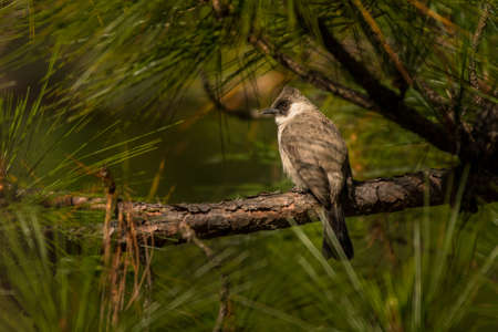 Sooty-headed Bulbul / Pycnonotus aurigaster