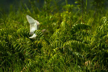Chinese pond heron, Ardeola bacchus