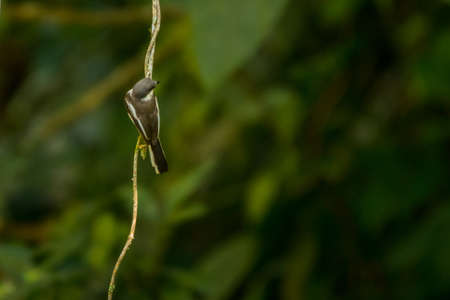 Bar â winged flycatcher â shrike, Hemipus picatus, Vietnamの写真素材