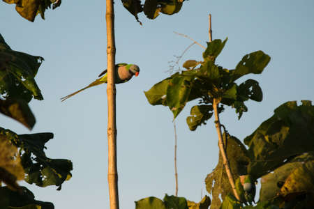 Red-breasted parakeet / Psittacula alexandri