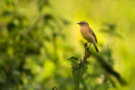 Siberian stonechat, Saxicola maurus, Vietnam