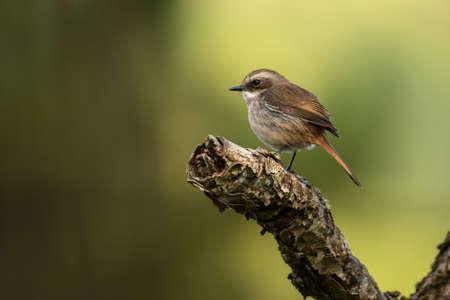 Gray bush chat, Saxicola ferreus