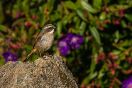 Gray bush chat, Saxicola ferreusの写真素材