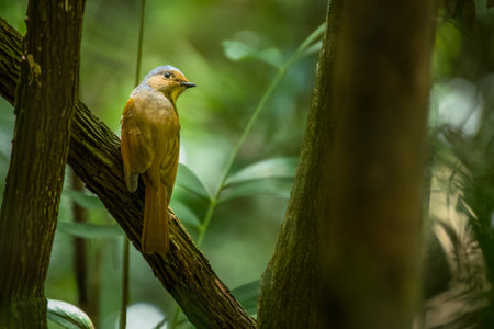 Large Niltava, Niltava grandis, Vietnamの写真素材