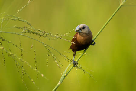 White-headed Munia, Lonchura May, Vietnamの写真素材