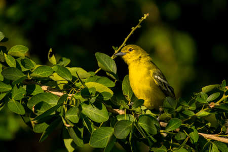 Common Iora, Aegithina tiphia, Vietnam