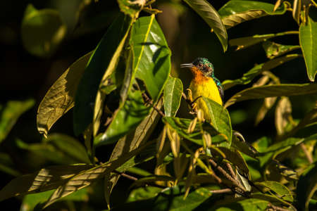 Ruby-cheeked Sunbird, Chalcoparia singalensis, Vetnam