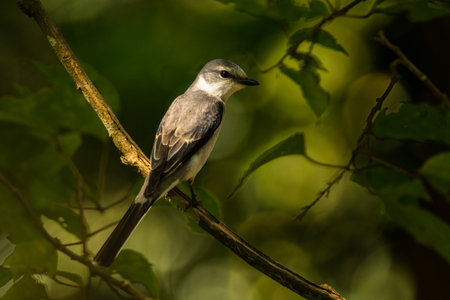 Ashy Minivet, Pericrocotus divaricatus, Vietnamの写真素材