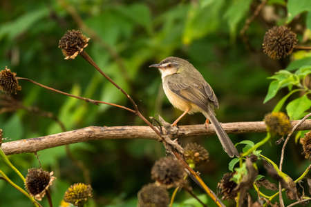 Plain Prinia, Prinia inornata, Vietnamの写真素材