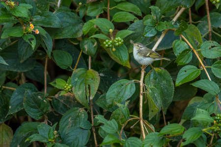 Yellow-browed Warbler, Phylloscopus inornatus, Vietnamの写真素材
