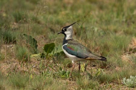 Northern lapwing (Vanellus vanellus). In the woods. Ukraine