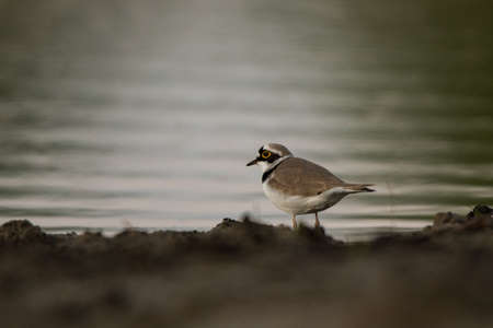 Little ringed plover (Charadrius dubius). In the woods. Ukraine