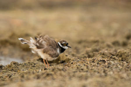 Little ringed plover (Charadrius dubius). In the woods. Ukraineの写真素材