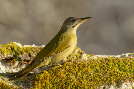 Gray-faced Woodpecker on the tree / Picus canusの写真素材