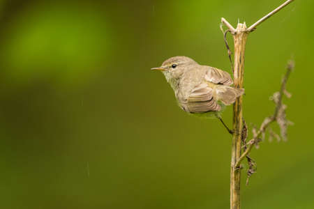 Common chiffchaff (Phylloscopus collybita). A common singing bird on a green background. Polandの写真素材