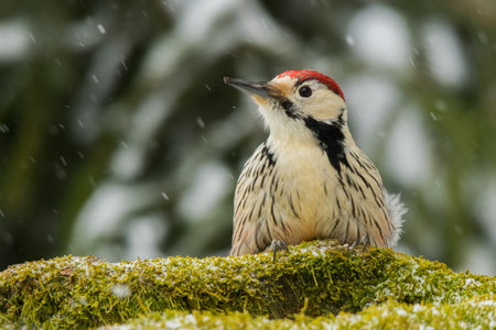 White-backed Woodpecker, Dendrocopos leucotosの写真素材