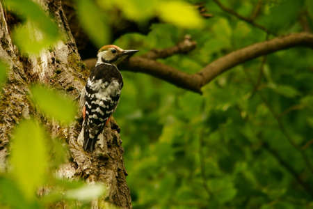 White-backed Woodpecker, Dendrocopos leucotosの写真素材