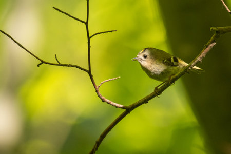 Goldcrest (Regulus regulus). A beautiful little bird on a green forest background. A beautiful little bird on a green forest backgroundの写真素材