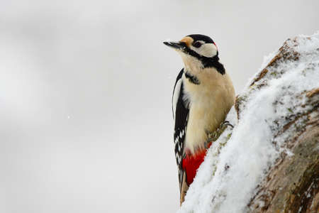 Great Spotted Woodpecker, Dendrocopos majorの写真素材